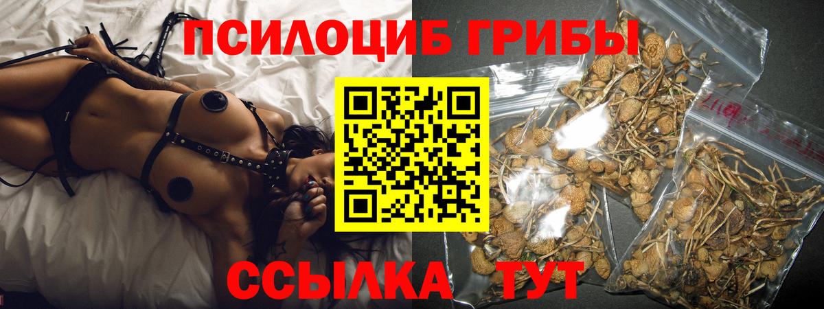 купить  цена  Вход с VPN  Бердск  Псилоцибиновые грибы мицелий 